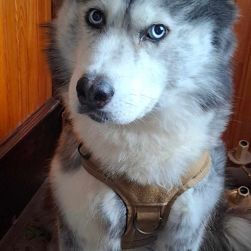 Kookaï a rejoint le concours — aidez-le/la à gagner de superbes lots ! accessories, animal, canine, clothing, dog, eskimodog, footwear, hardwood, husky, indoors, interiordesign, leash, pet, puppy, sandal, shoe, snout, strap, whitedog, wood