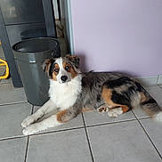 Nala participe au concours pour gagner de l'argent avec cette photo : accessories, animal, can, canine, cockerspaniel, collie, dog, hardwood, hound, husky, indoors, interiordesign, papillon, pet, puppy, slate, strap, tin, trashcan, wood