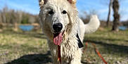 Aïko a rejoint le concours — aidez-le/la à gagner de superbes lots ! dog, white_dog, outdoor, grass, sunny, tongue_out, happy, walking, nature, trees, blue_sky, pet, animal, canine, fur, leash, playful, daytime, park, closeup
