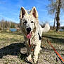 dog, white_dog, outdoor, grass, sunny, tongue_out, happy, walking, nature, trees, blue_sky, pet, animal, canine, fur, leash, playful, daytime, park, closeup
