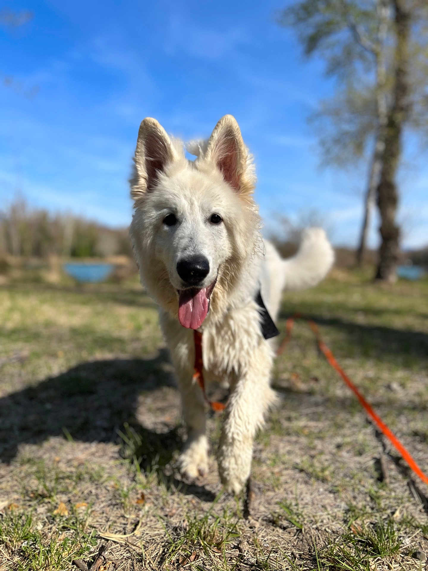 Aïko a rejoint le concours — aidez-le/la à gagner de superbes lots ! dog, white_dog, outdoor, grass, sunny, tongue_out, happy, walking, nature, trees, blue_sky, pet, animal, canine, fur, leash, playful, daytime, park, closeup