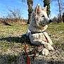 Aïko a rejoint le concours — aidez-le/la à gagner de superbes lots ! dog, white_dog, outdoor, grass, leash, sunlight, nature, trees, blue_sky, animal, pet, canine, lying_down, daylight, collar, fur, quiet, peaceful, calm, portrait