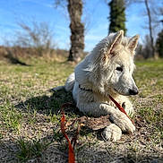 Aïko a rejoint le concours — aidez-le/la à gagner de superbes lots ! dog, white_dog, grass, outdoor, nature, sunlight, tree, stick, leash, pet, animal, canine, fur, paw, daytime, relaxed, closeup, playful, field, summer
