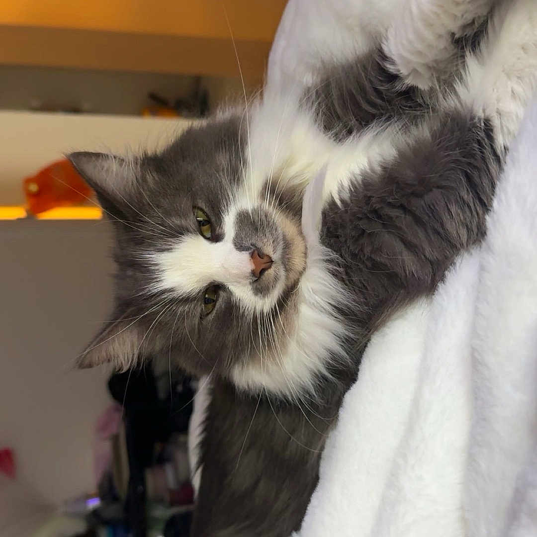 Winter is registered to the contest to win money with this photo: cat, fluffy, gray, white, pet, animal, indoor, blanket, cozy, relaxed, sleepy, fur, whiskers, ears, nose, soft, home, furniture, lighting, resting