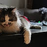 Winter is registered to the contest to win money with this photo: cat, fluffy, indoor, table, relaxed, paw, feline, longhair, brown, white, resting, cozy, blurred_background, natural_light, animal, pet, cute, whiskers, closeup, portrait