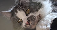 Winter is registered to the contest to win money with this photo: cat, fluffy, gray, white, pet, animal, cute, whiskers, ears, face, paws, indoor, curious, portrait, closeup, feline, soft_light, looking, resting, young