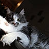 Winter joined the competition — help win amazing prizes! cat, feline, pet, paw, stretching, gray, white, fur, indoor, animal, whiskers, claws, closeup, curious, soft, mammal, pawpads, relaxed, cute, domestic