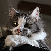 Winter joined the competition — help win amazing prizes! cat, feline, pet, fluffy, whiskers, paw, ears, indoor, animal, cute, relaxed, gray, white, closeup, portrait, fur, resting, looking, domestic, mammal