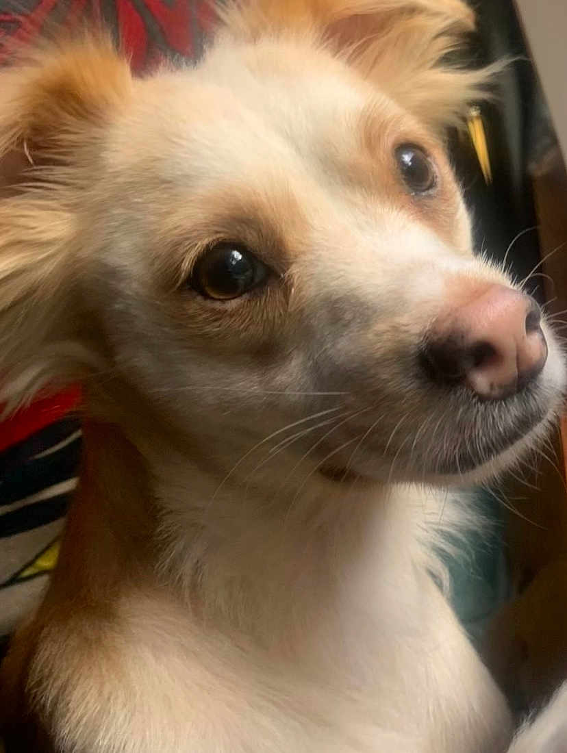 Honey Girl