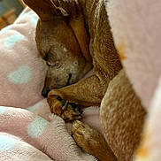 Bella is registered to the contest to win money with this photo: animal, blanket, brown_dog, canine, close_up, cozy, cute, dog, fur, heart_pattern, indoor, nap, paw, pet, pink_blanket, relaxed, resting, sleeping, soft_texture, warm