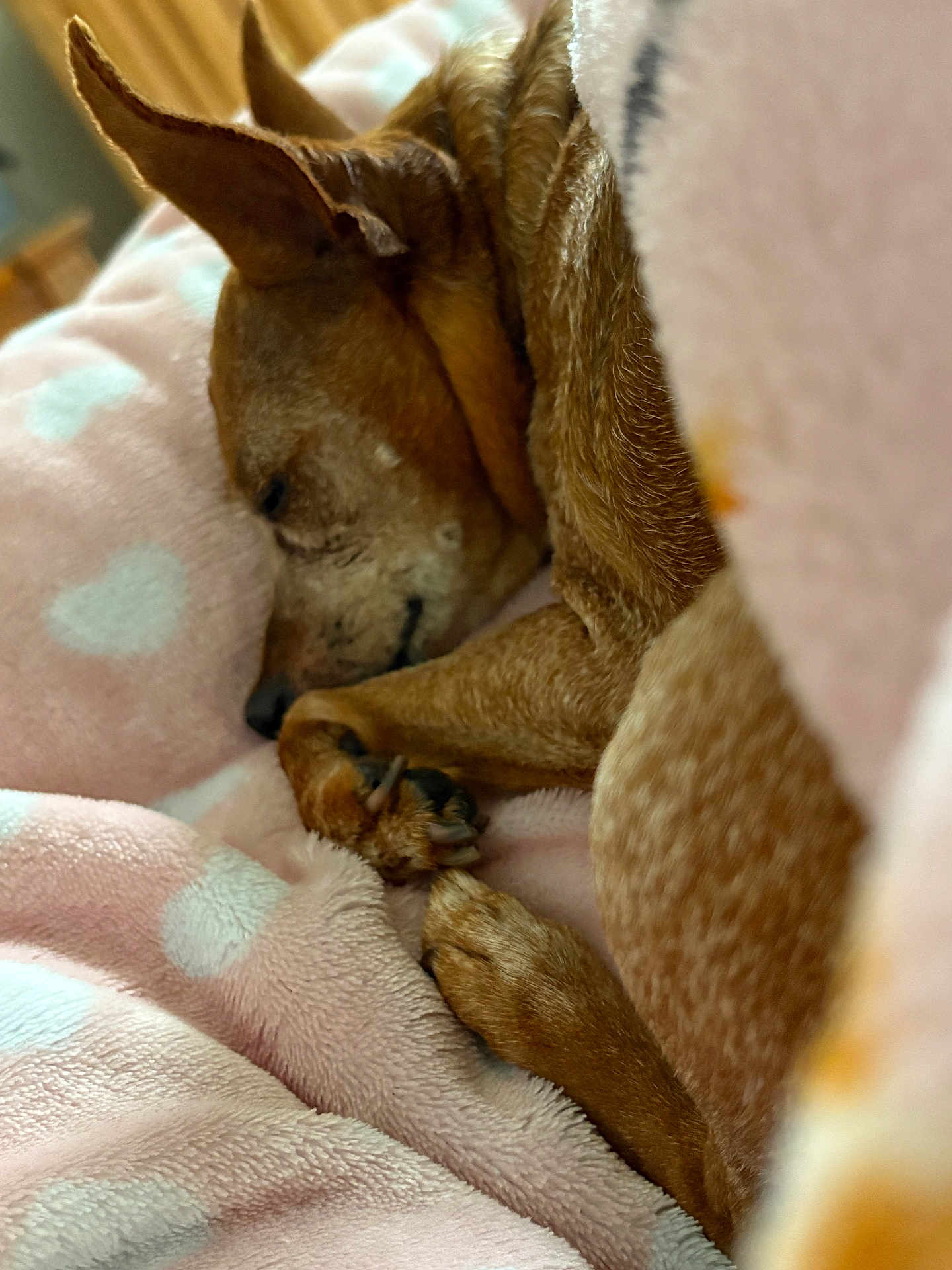 Bella