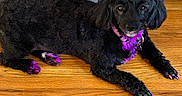 Cinnamon joined the competition — help win amazing prizes! dog, black_dog, bow, pink_bow, painted_nails, purple_highlights, wooden_floor, couch, indoor, pet, animal, cute, paws, fur, collar, resting, small_dog, adorable, domestic_animal, companion