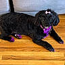 dog, black_dog, bow, pink_bow, painted_nails, purple_highlights, wooden_floor, couch, indoor, pet, animal, cute, paws, fur, collar, resting, small_dog, adorable, domestic_animal, companion
