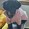 Cinnamon joined the competition — help win amazing prizes! dog, black_dog, sweater, clothing, pet, indoor, cushion, chair, window, pillow, yellow_pillow, pink_sweater, fur, cozy, small_dog, domestic_animal, home, furniture, texture, light