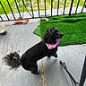 Cinnamon joined the competition — help win amazing prizes! dog, black_dog, bandana, purple_accessory, porch, concrete_floor, artificial_grass, fence, outdoor, pet, canine, tail, fur, paw, standing, leash_holder, decor, greenery, side_view, animal