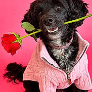 Cinnamon joined the competition — help win amazing prizes! dog, black_dog, rose, flower, pink_sweater, pet_clothing, cute, animal, portrait, studio_shot, pink_background, smiling, fluffy, canine, friendly, adorable, domestic_animal, valentine, posing, closeup