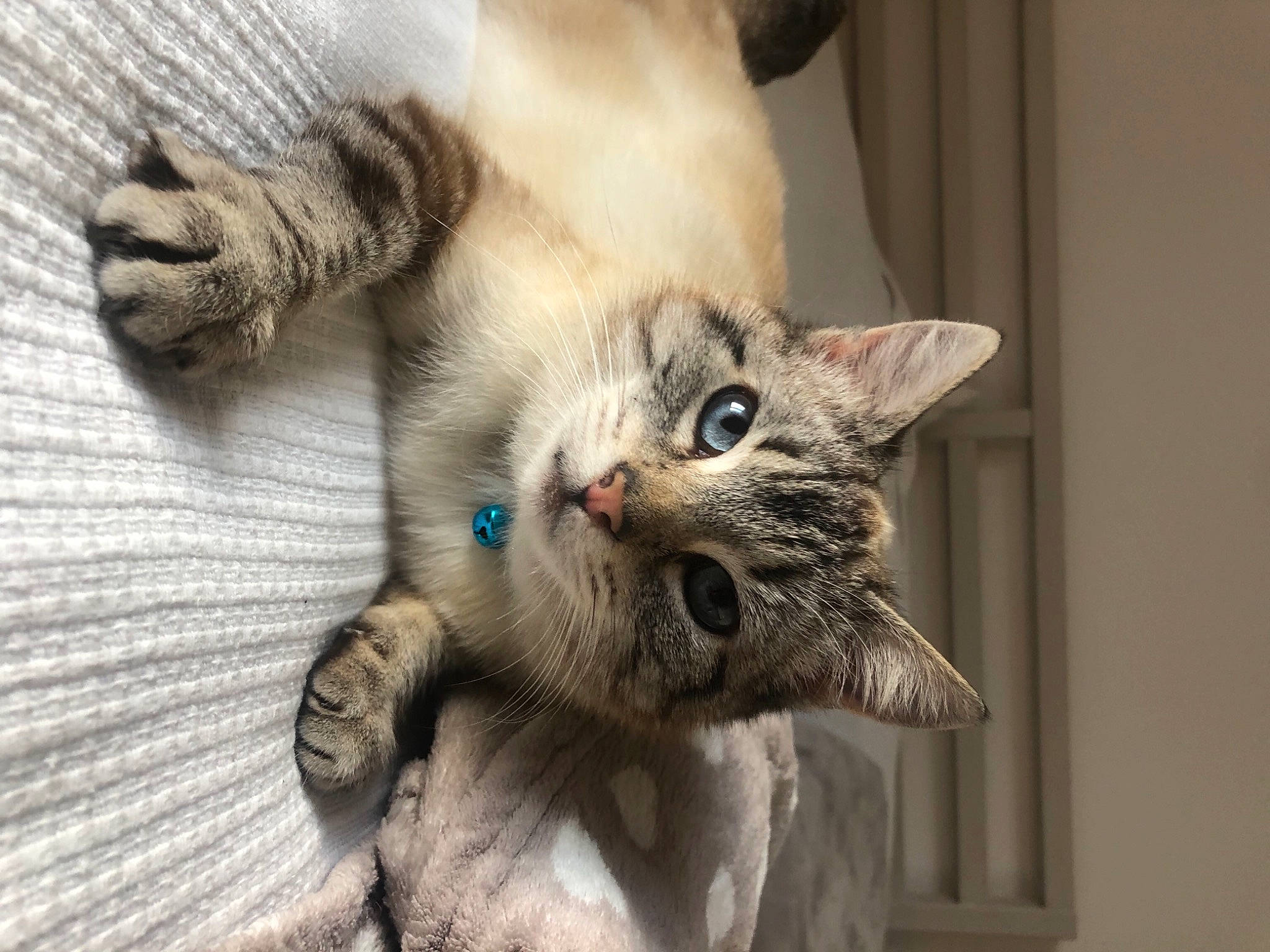 Mimiskaya participe au concours pour gagner de l'argent avec cette photo : bed, carnivore, cat, claw, comfort, domestic_short_haired_cat, ear, fawn, felidae, fur, gesture, paw, photo_caption, small_to_medium_sized_cats, snout, tail, whiskers