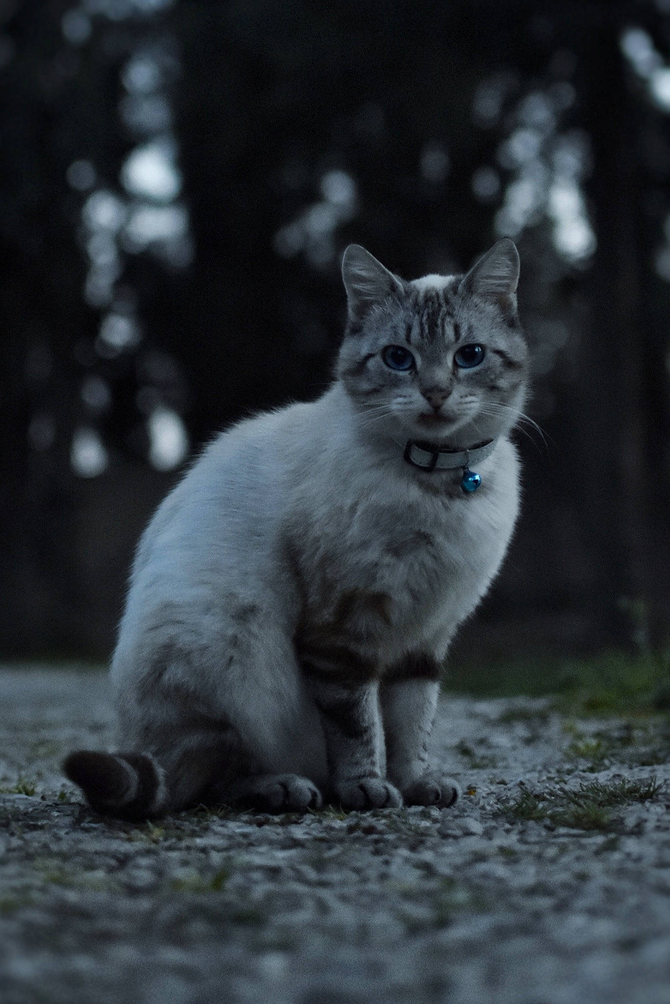 Mimiskaya a rejoint le concours — aidez-le/la à gagner de superbes lots ! black_and_white, carnivore, cat, darkness, domestic_short_haired_cat, felidae, fur, grass, grey, monochrome, monochrome_photography, plant, small_to_medium_sized_cats, snout, style, tail, terrestrial_animal, tree, whiskers, wildlife