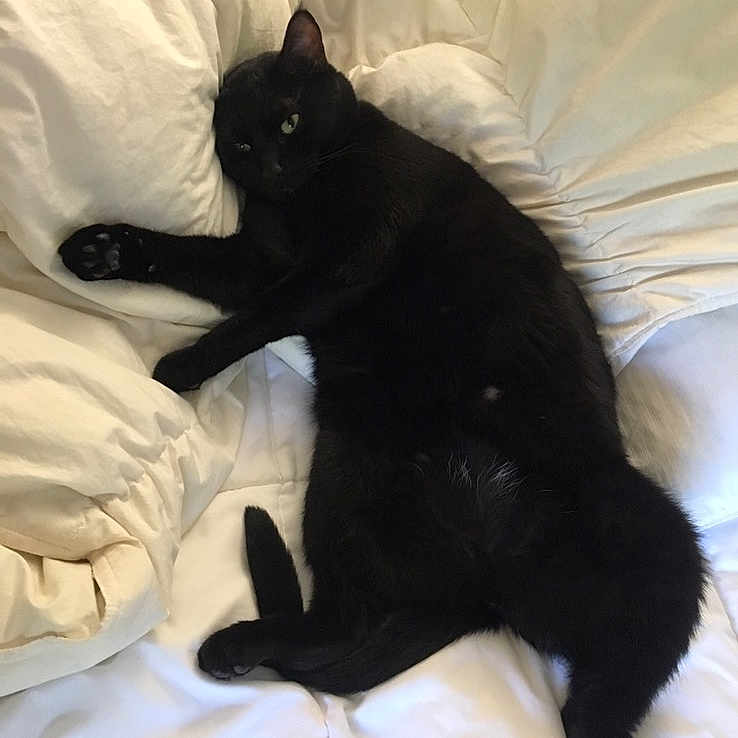 Kuna is registered to the contest to win money with this photo: black, black_cat, bombay, carnivoran, cat, cat_like_mammal, domestic_short_haired_cat, fur, kitten, paw, small_to_medium_sized_cats, tail, whiskers