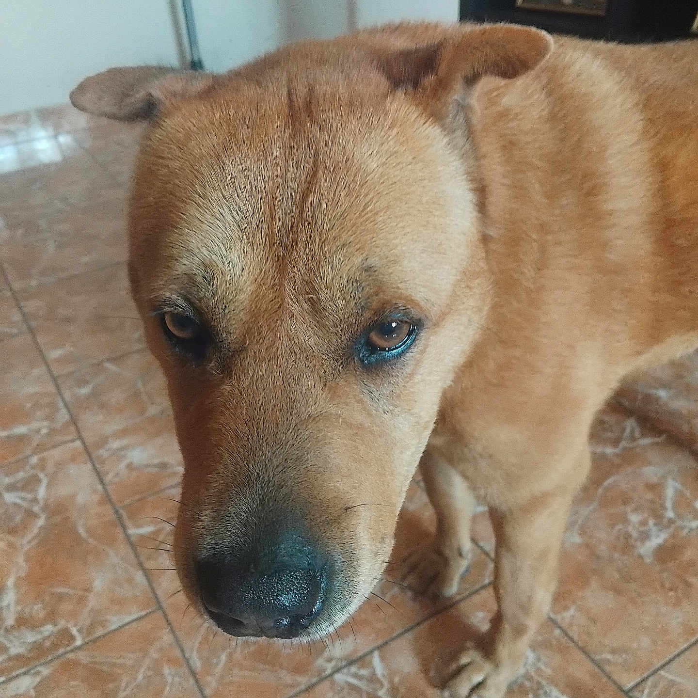 Nayla