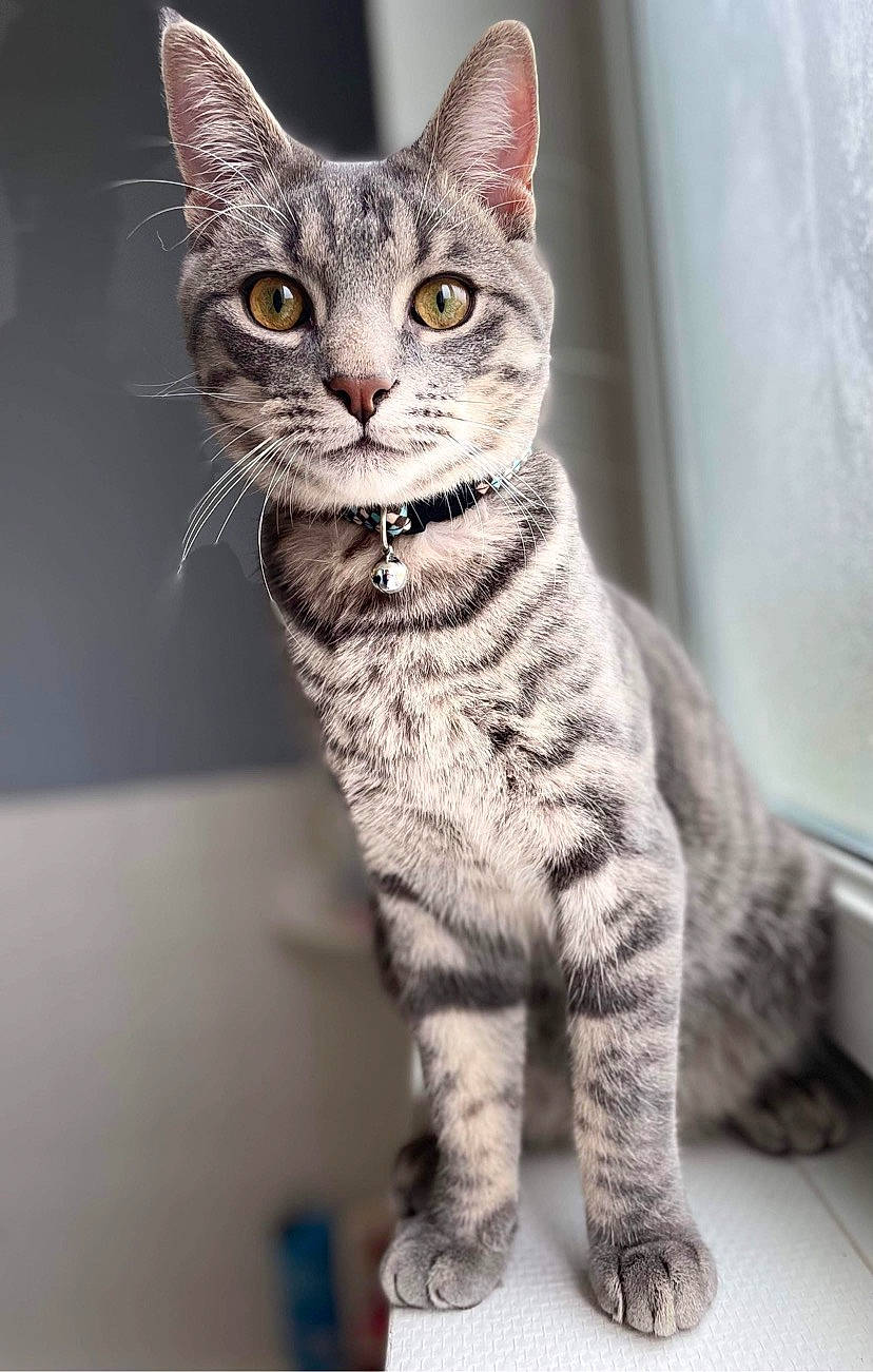 Filou participe au concours pour gagner de l'argent avec cette photo : carnivore, cat, curious, curtain, domestic_short_haired_cat, felidae, fur, paw, sitting, small_to_medium_sized_cats, snout, tail, terrestrial_animal, whiskers, wildlife, window