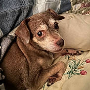 Tootsie is registered to the contest to win money with this photo: dog, small_dog, brown_dog, blanket, plaid, bed, bedspread, floral_pattern, paw, fur, cute, pet, indoor, cozy, resting, looking, animal, companion, snuggling, relaxed
