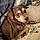 Tootsie