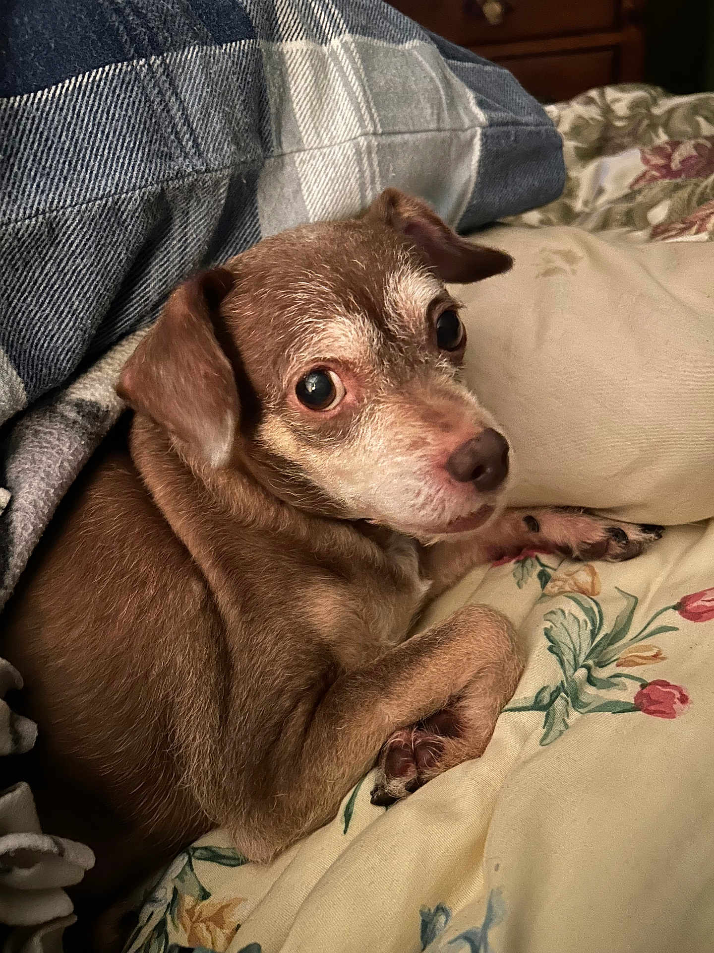 Tootsie is registered to the contest to win money with this photo: dog, small_dog, brown_dog, blanket, plaid, bed, bedspread, floral_pattern, paw, fur, cute, pet, indoor, cozy, resting, looking, animal, companion, snuggling, relaxed