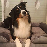 Vox a rejoint le concours — aidez-le/la à gagner de superbes lots ! animal, black, brown, canine, comfortable, cozy, curious, curious_expression, dog, dog_bed, domestic, fluffy, furniture, head_tilt, home, indoor, pet, resting, soft, white