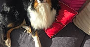 Vox a rejoint le concours — aidez-le/la à gagner de superbes lots ! animal, black, brown, canine, comfort, couch, cozy, dog, fur, home, indoor, looking, paw, pet, pillow, relaxing, resting, sunlight, texture, white
