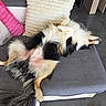 Vox a rejoint le concours — aidez-le/la à gagner de superbes lots ! black, brown, canine, comfortable, couch, cozy, dog, floor, fluffy, fur, indoor, living_room, pet, pillow, relaxed, resting, sleeping, tail, toy, white