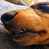 animal, black_nose, blanket, brown_fur, canine, close_up, cozy, dog, fur, indoors, muzzle, nose, pet, portrait, relaxed, sleeping, smiling, snout, teeth, whiskers