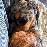 Baya participe au concours pour gagner de l'argent avec cette photo : bedding, black_and_tan, blanket, closeup, cozy, curled_up, cute, dog, fur, indoors, long_hair, nap, paws, pet, puppy, relaxed, resting, sleeping, small_dog, sunlight