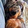 bedding, black_and_tan, blanket, closeup, cozy, curled_up, cute, dog, fur, indoors, long_hair, nap, paws, pet, puppy, relaxed, resting, sleeping, small_dog, sunlight