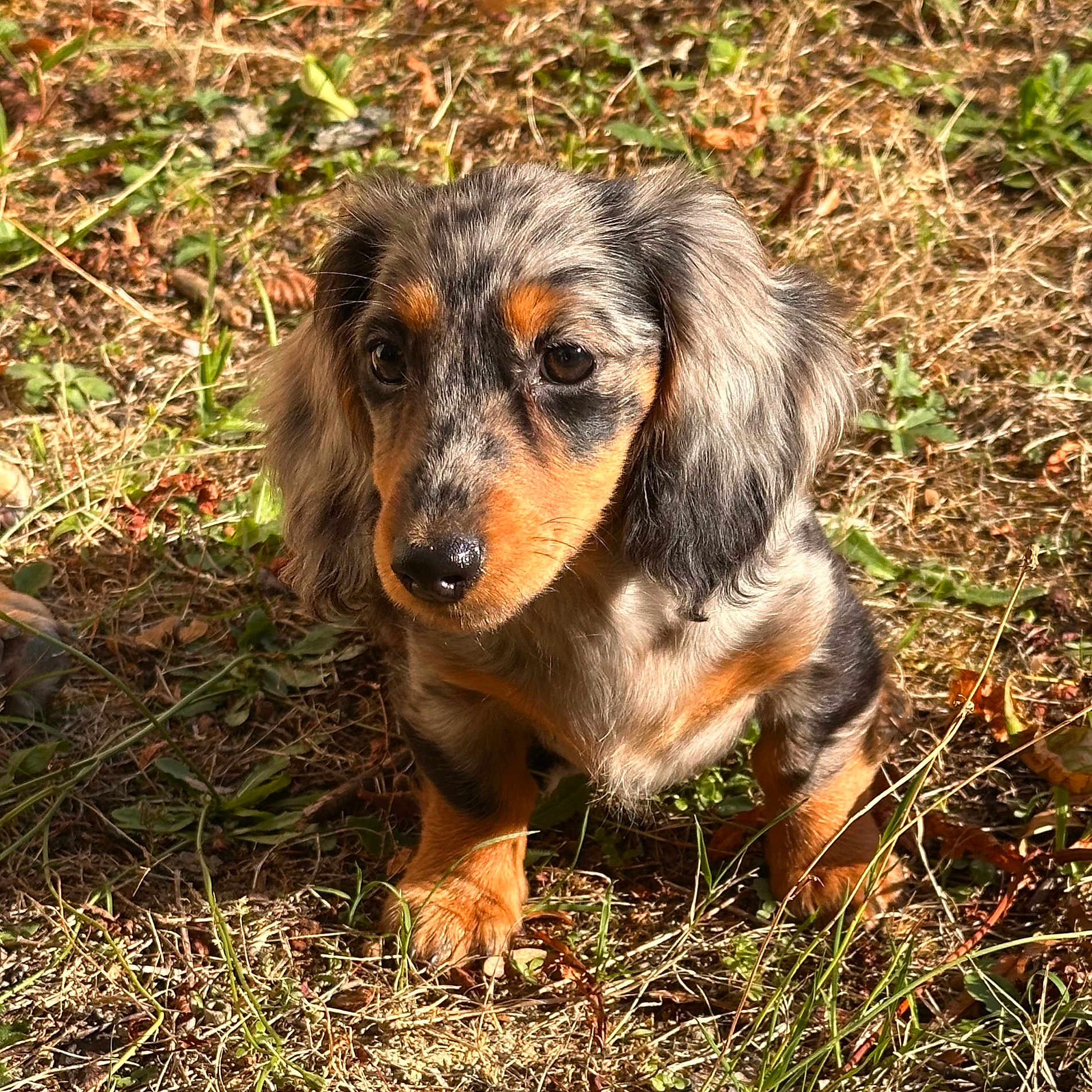 Baya
