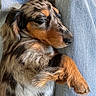 black_nose, blue_background, brown_coat, close_up, cozy, curled_up, dachshund, denim, dog, floppy_ears, fur, indoor, long_haired, paw, pet, portrait, puppy, relaxed, sleeping, sleepy