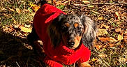 Baya participe au concours pour gagner de l'argent avec cette photo : animal, autumn, black_fur, brown_fur, dachshund, dog, fallen_leaves, floppy_ears, forest, ground, long_haired, long_tail, looking_at_camera, nature, outdoor, pet, portrait, red_sweater, standing, sunlight