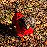 animal, autumn, black_fur, brown_fur, dachshund, dog, fallen_leaves, floppy_ears, forest, ground, long_haired, long_tail, looking_at_camera, nature, outdoor, pet, portrait, red_sweater, standing, sunlight