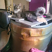 Precious is registered to the contest to win money with this photo: cat, tabby_cat, indoor, barrel, metal, curious, lounging, household_items, clutter, gray, white_paws, wide_eyes, tail, furniture, container, shelf, book, glove, purple_object, wooden_post