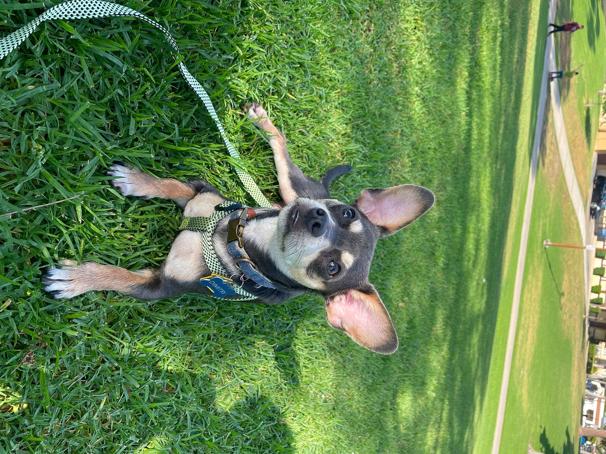 Dimitri is registered to the contest to win money with this photo: adventure, canidae, carnivore, companion_dog, dog, dog_breed, dog_supply, fawn, fun, grass, guard_dog, lawn, leisure, plant, recreation, snout, sporting_group, toy_dog, working_animal, working_dog