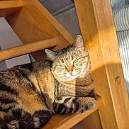 Mistigri participe au concours pour gagner de l'argent avec cette photo : cat, tabby_cat, wooden_chair, sunlight, indoor, furniture, lounge, pet, striped_fur, relaxing, cozy, shadow, floor, couch, home, animal, whiskers, ears, tail, resting