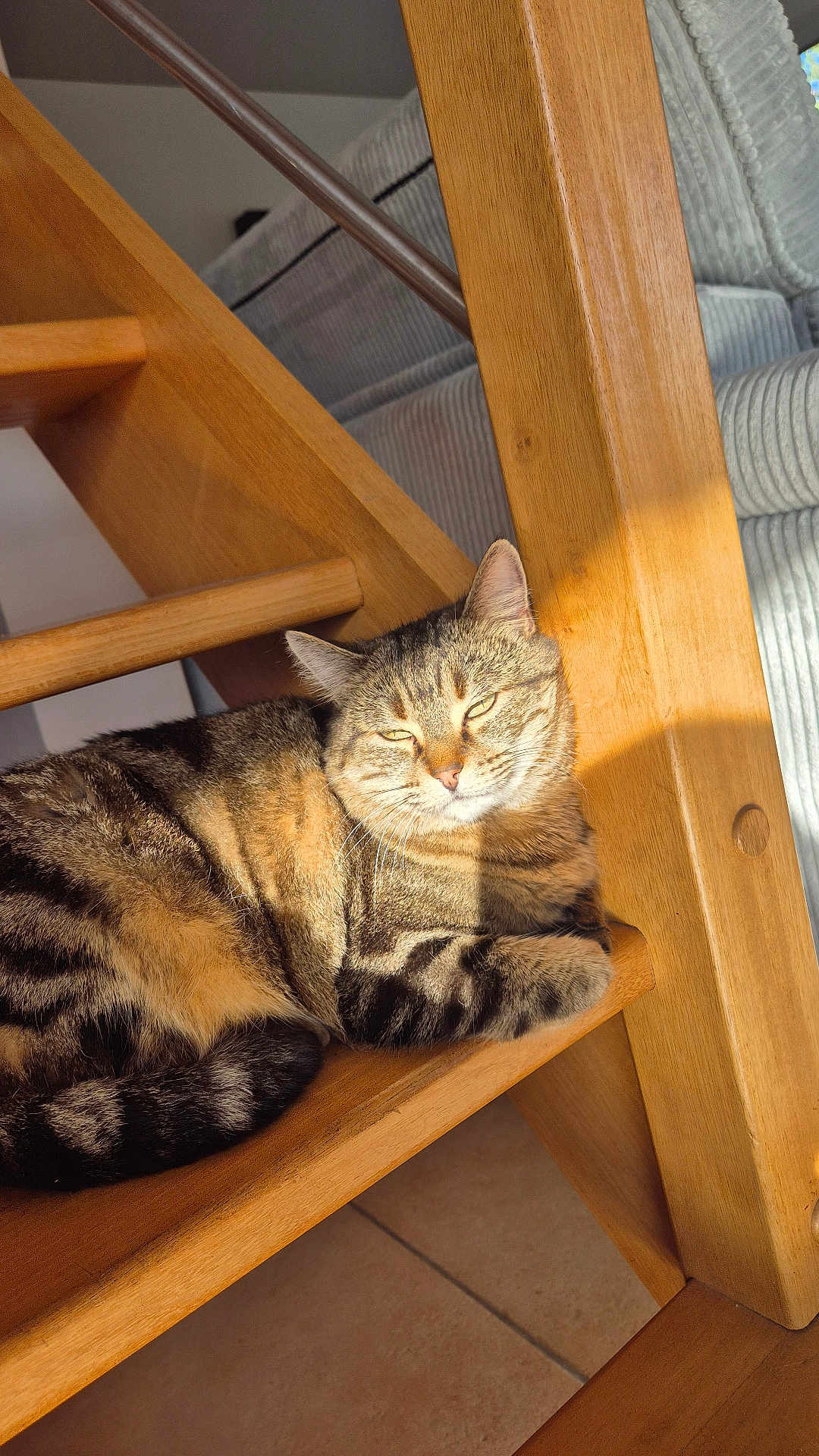 Mistigri participe au concours pour gagner de l'argent avec cette photo : cat, tabby_cat, wooden_chair, sunlight, indoor, furniture, lounge, pet, striped_fur, relaxing, cozy, shadow, floor, couch, home, animal, whiskers, ears, tail, resting