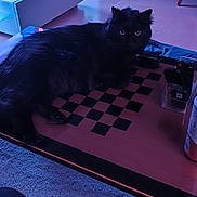 Lipton a rejoint le concours — aidez-le/la à gagner de superbes lots ! cat, black_cat, furniture, table, checkered_board, living_room, television, carpet, shelf, remote_control, cushion, indoor, pet, animal, cozy, soft_lighting, electronics, relaxing, home, domestic