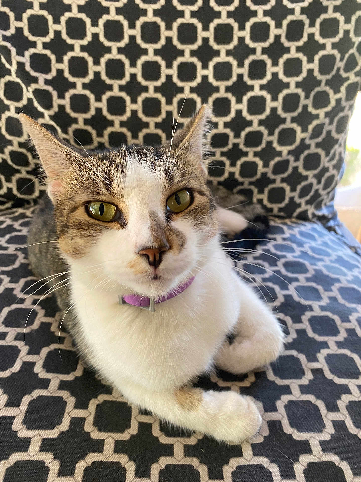 Stitch is registered to the contest to win money with this photo: cat, feline, pet, tabby, domestic_cat, close_up, portrait, whiskers, green_eyes, collar, purple_collar, sitting, patterned_background, cushion, indoor, cozy, paw, ears, fur, gaze