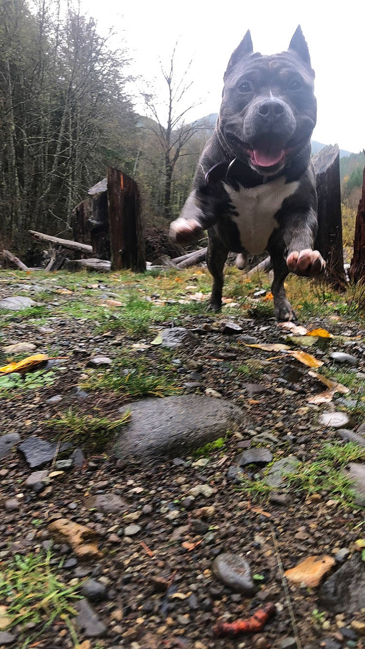 Shere Khan is registered to the contest to win money with this photo: adventure, canidae, carnivore, companion_dog, dog, dog_breed, fawn, grass, green, groundcover, guard_dog, landscape, plant, sky, snout, soil, sporting_group, tree, wood, working_animal