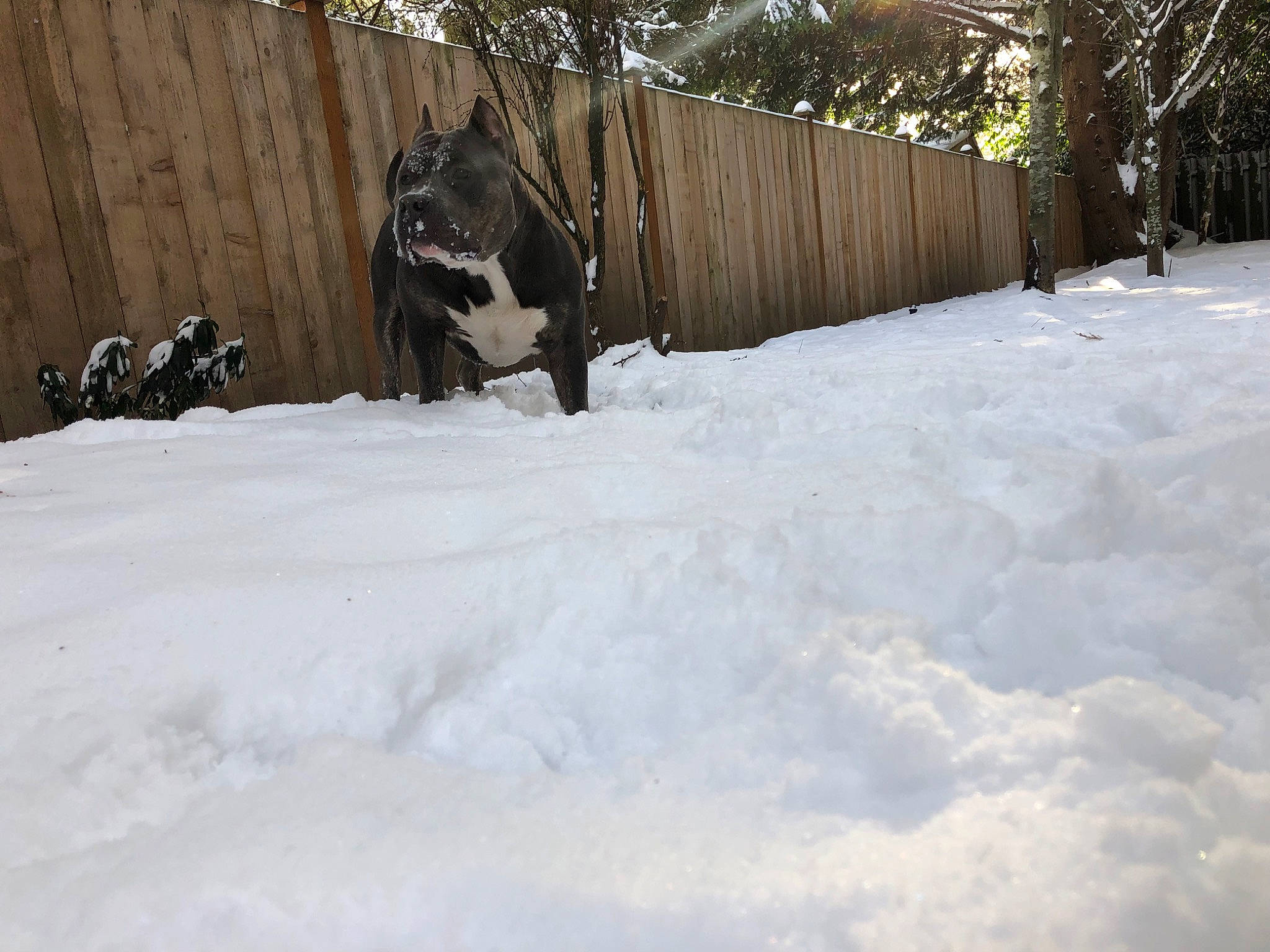 Shere Khan is registered to the contest to win money with this photo: automotive_tire, fence, freezing, frost, grass, home_fencing, landscape, plant, precipitation, recreation, slope, snow, sporting_group, tree, trunk, wildlife, winter, winter_storm, wood