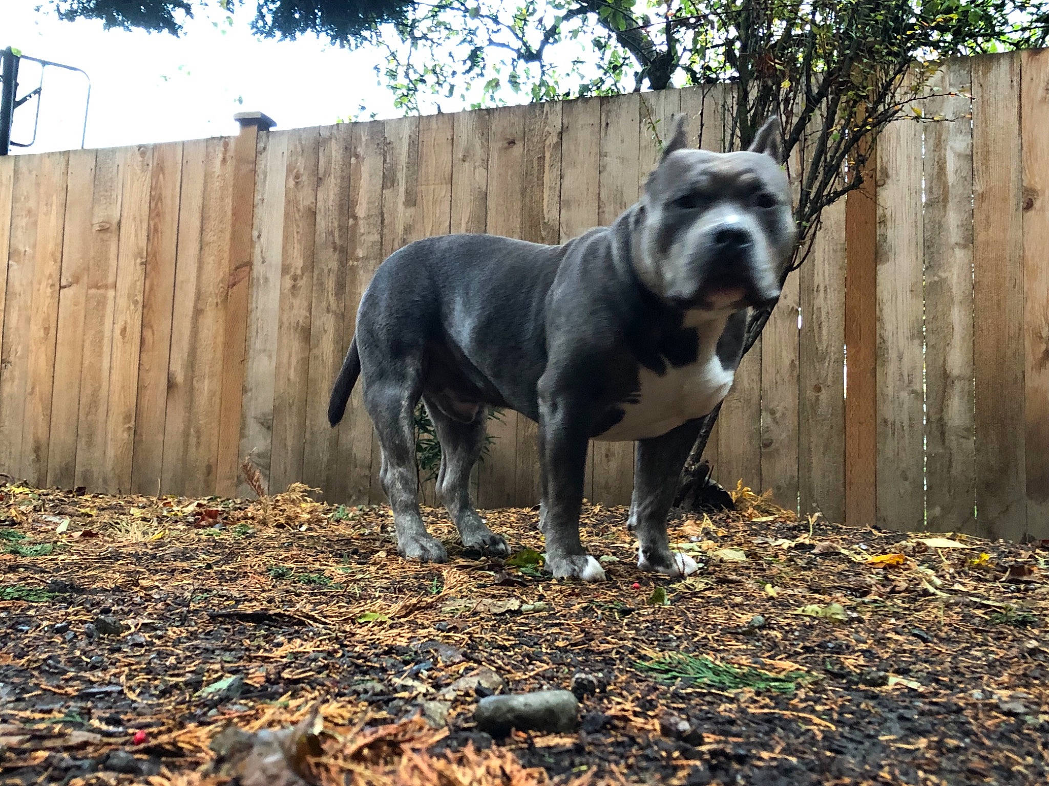 Shere Khan joined the competition — help win amazing prizes! australian_cattle_dog, carnivore, chinese_crested_dog, companion_dog, dog, dog_breed, dog_supply, fence, grass, guard_dog, livestock, pet_supply, sky, snout, soil, tail, terrestrial_animal, tree, wood, working_animal