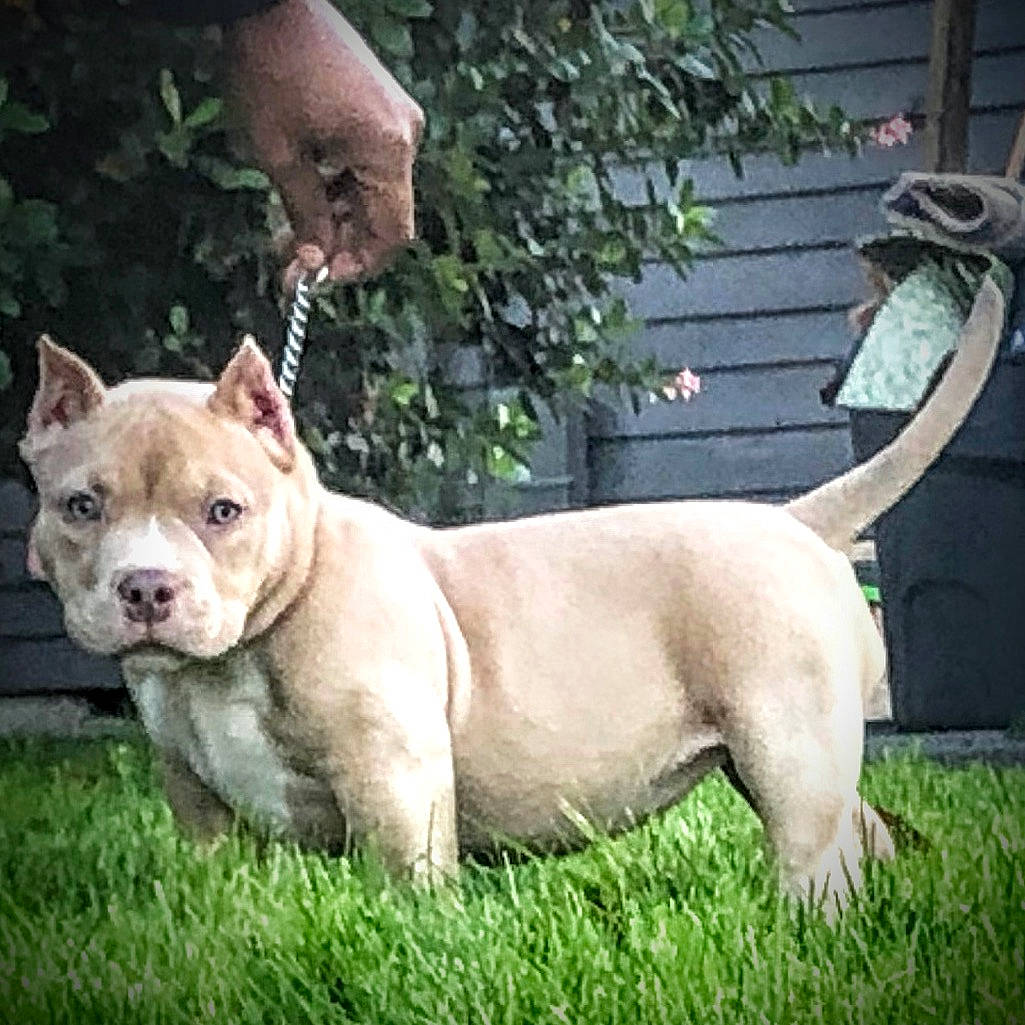 Robin Rose joined the competition — help win amazing prizes! ancient_dog_breeds, bulldog, canidae, carnivore, collar, companion_dog, dog, dog_breed, dog_collar, fawn, grass, molosser, non_sporting_group, plant, snout, sporting_group, terrestrial_animal, whiskers, working_dog, wrinkle