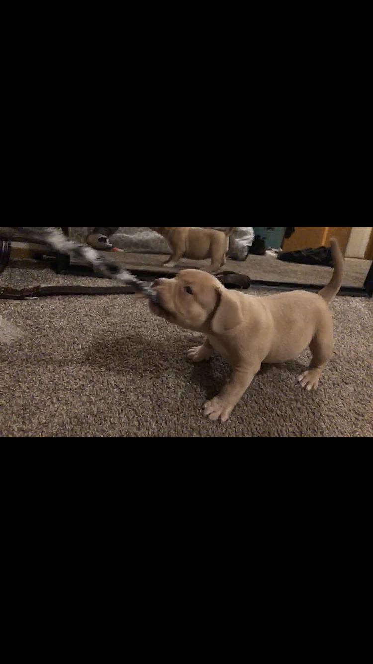 Robin Rose is registered to the contest to win money with this photo: asphalt, carnivore, companion_dog, darkness, dog, dog_breed, flash_photography, flooring, fur, grass, paw, photo_caption, shadow, tail, terrestrial_animal, tints_and_shades, toy_dog, wood, working_animal, wrinkle