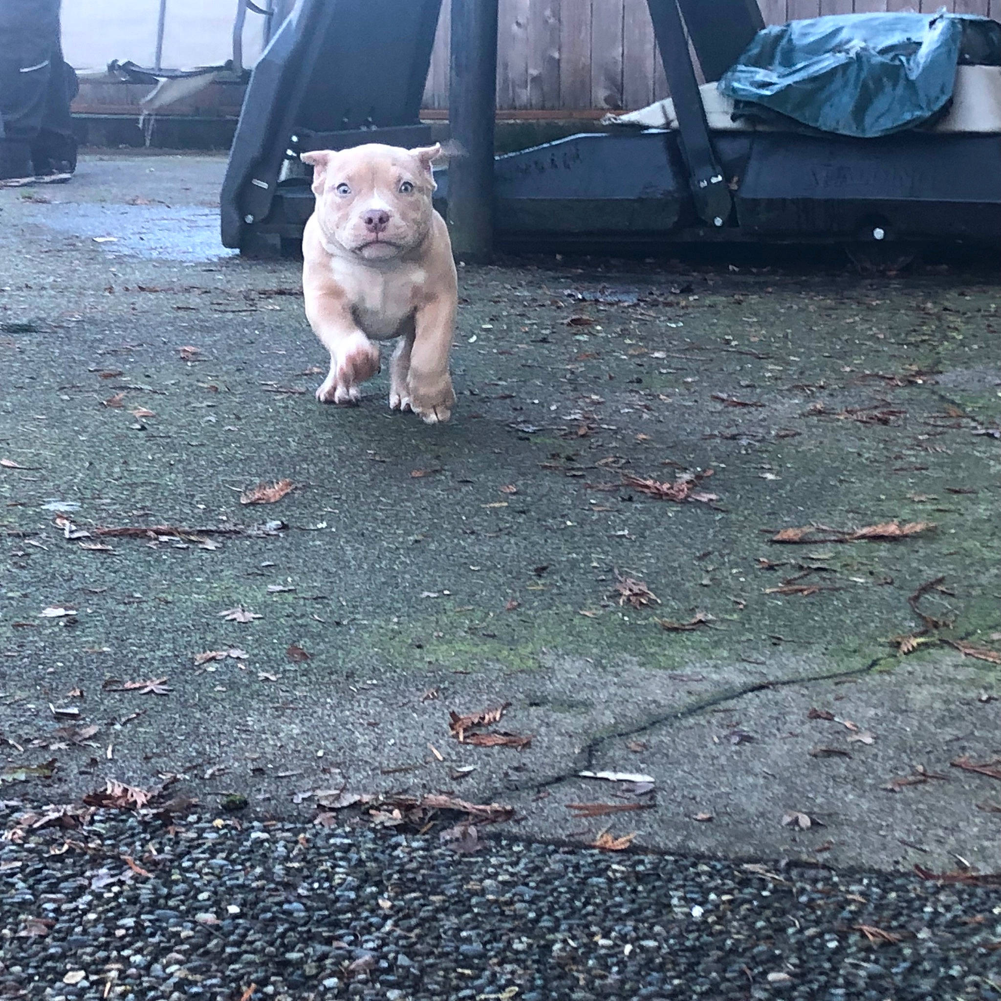 Robin Rose is registered to the contest to win money with this photo: asphalt, automotive_tire, carnivore, companion_dog, dog, dog_breed, fawn, grass, leash, photograph, public_space, road_surface, sidewalk, snapshot, snout, tail, tar, tints_and_shades, tire, toy_dog